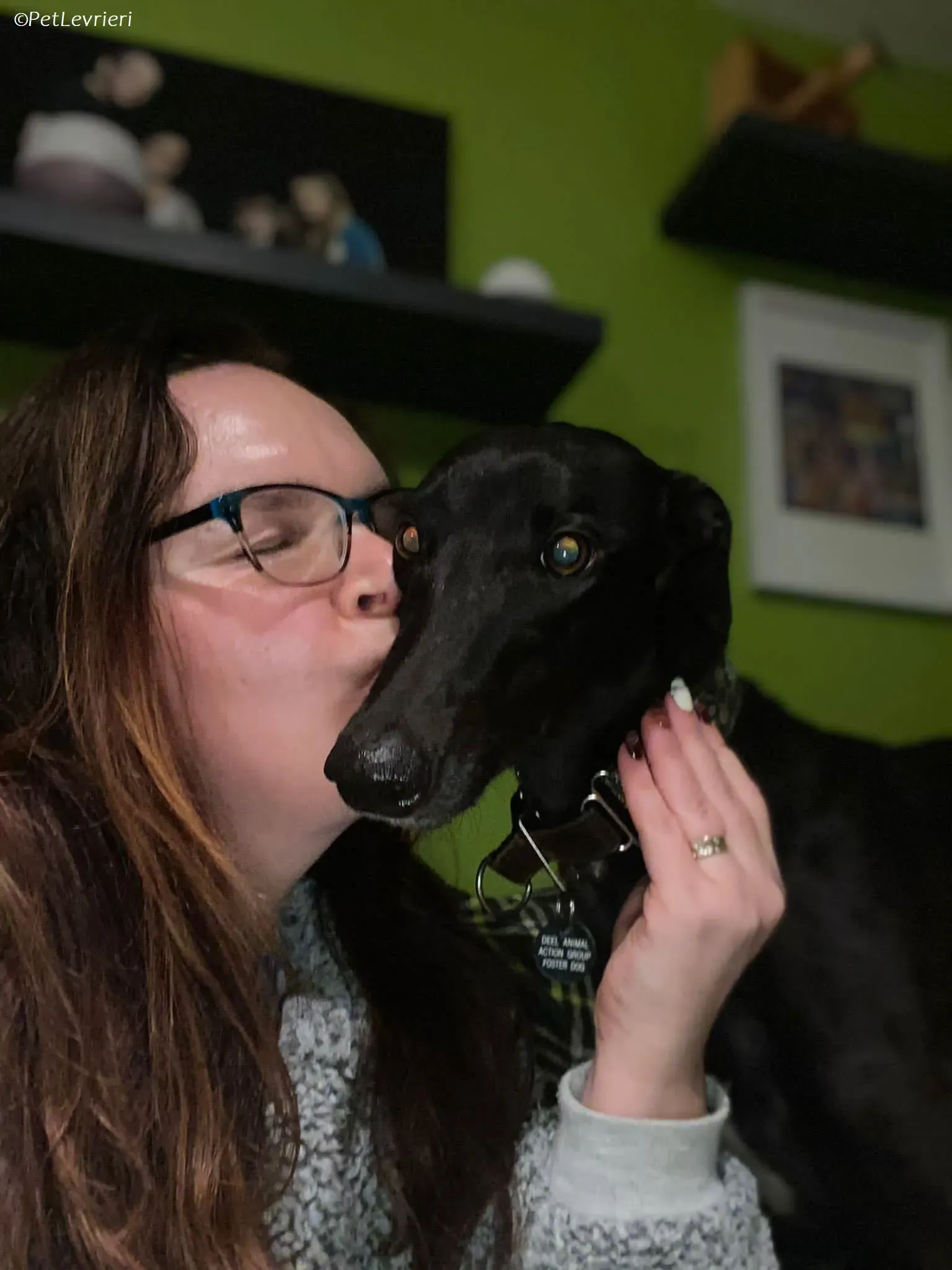 Thandi adozione levrieri greyhound 21