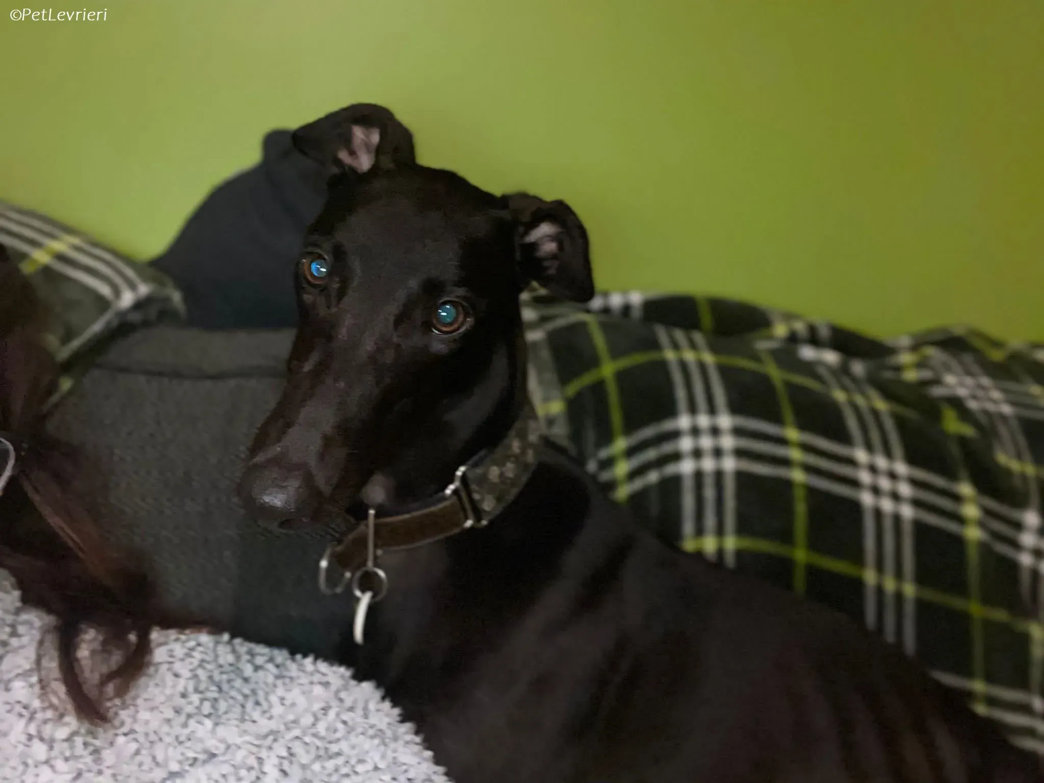 Thandi adozione levrieri greyhound 22