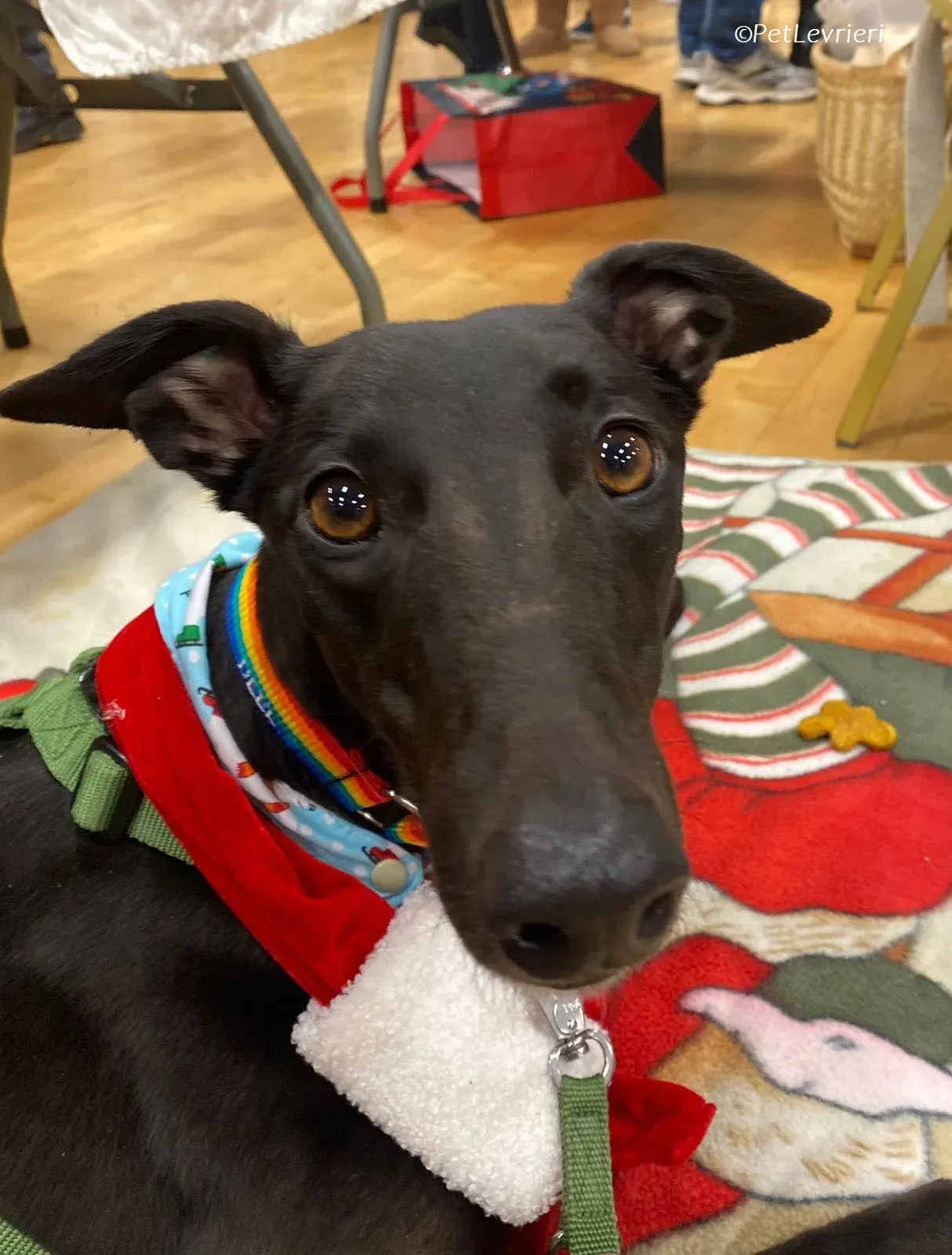 Thandi adozione levrieri greyhound 23