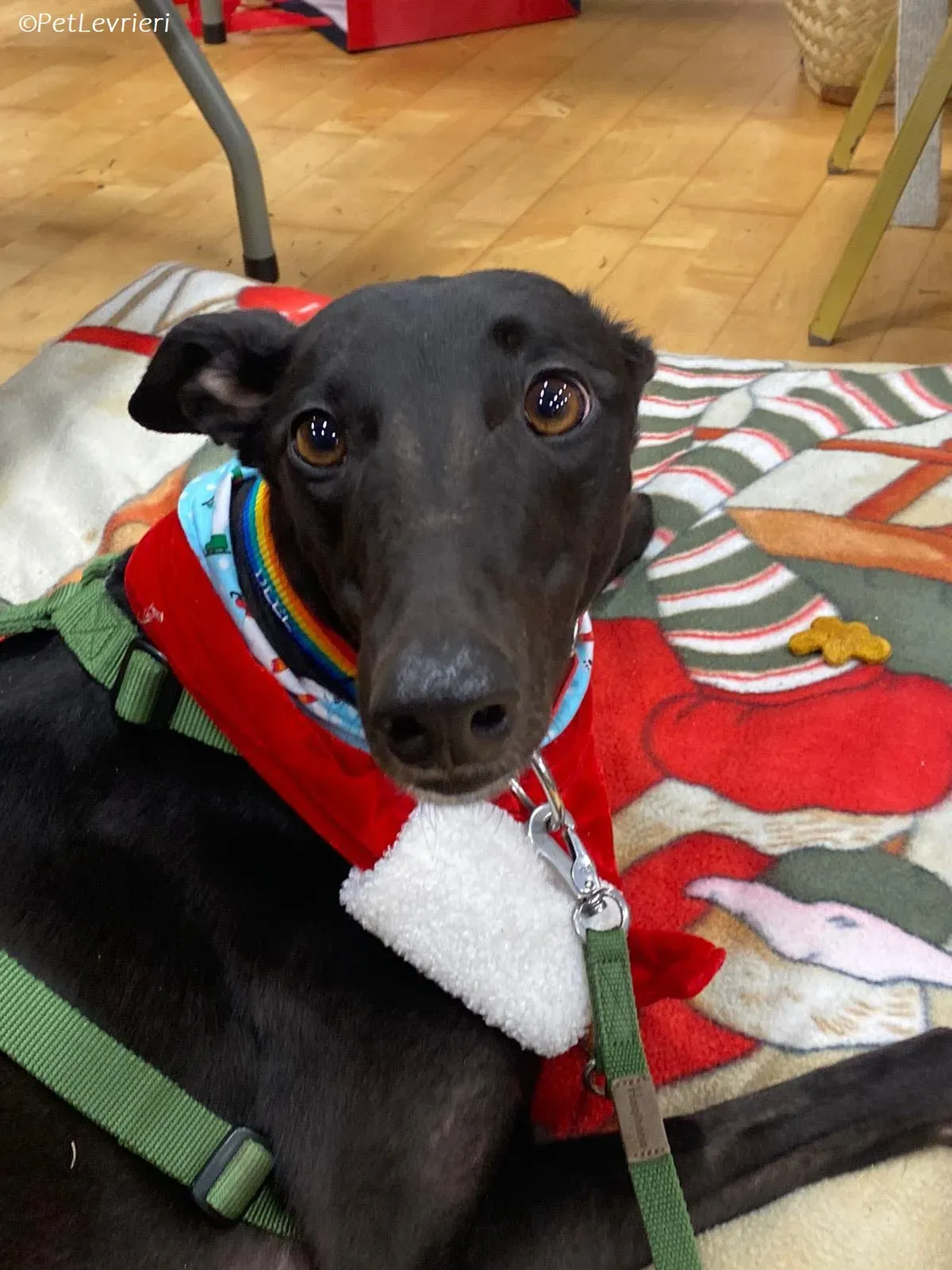 Thandi adozione levrieri greyhound 24