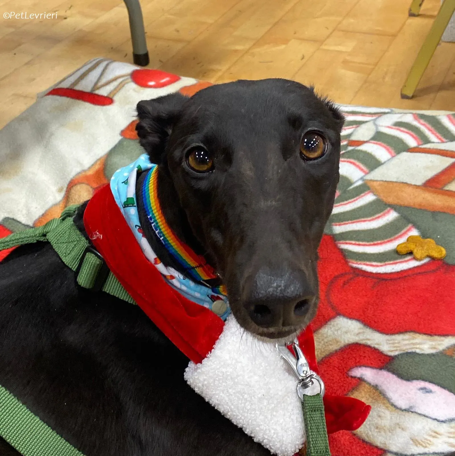 Thandi adozione levrieri greyhound 25jpg