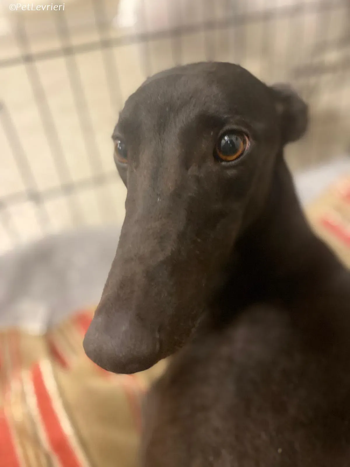 Thandi adozione levrieri greyhound 3