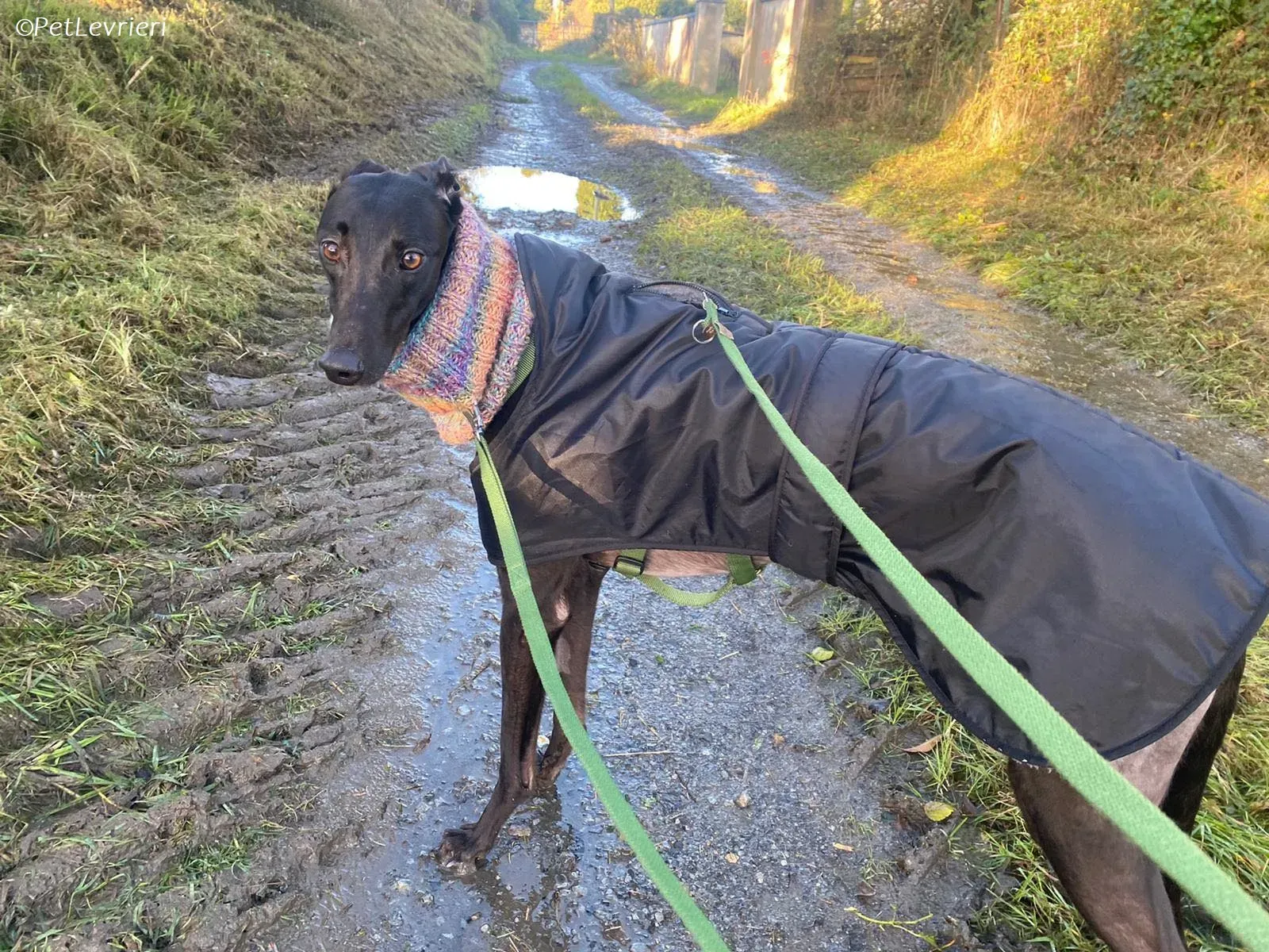 Thandi adozione levrieri greyhound 4