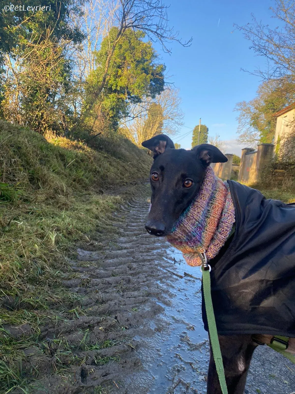 Thandi adozione levrieri greyhound 5