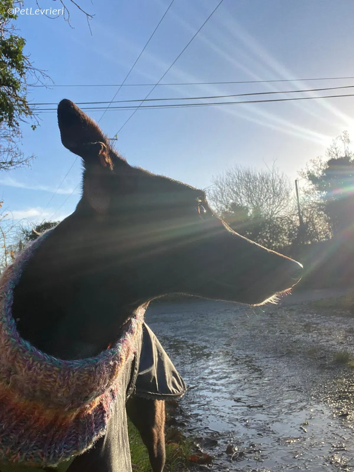 Thandi adozione levrieri greyhound 6