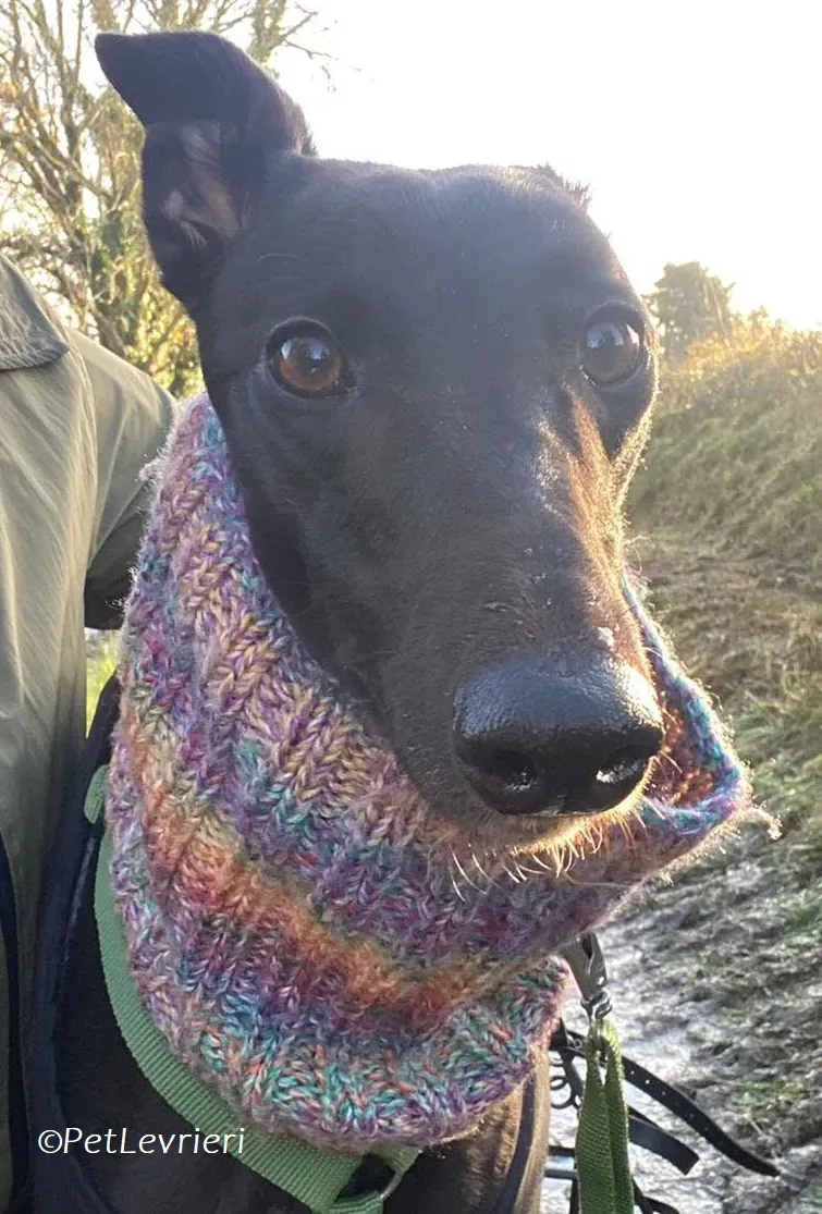 Thandi adozione levrieri greyhound 7