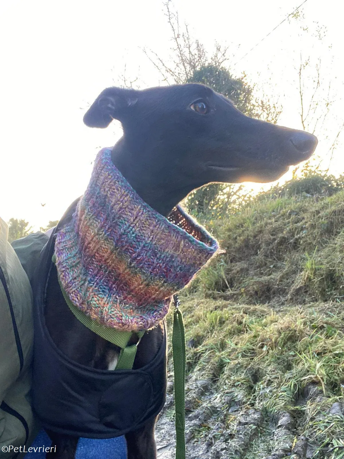 Thandi adozione levrieri greyhound 8