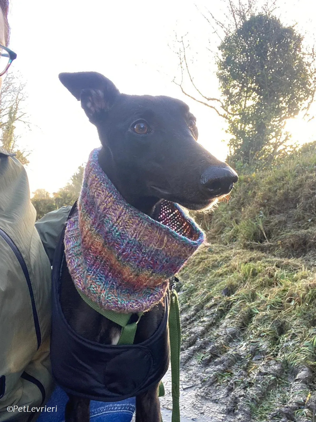 Thandi adozione levrieri greyhound 9