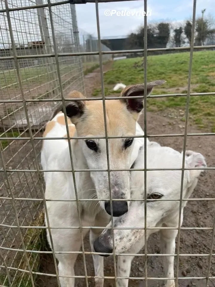 Thelma adozione levrieri greyhound 1