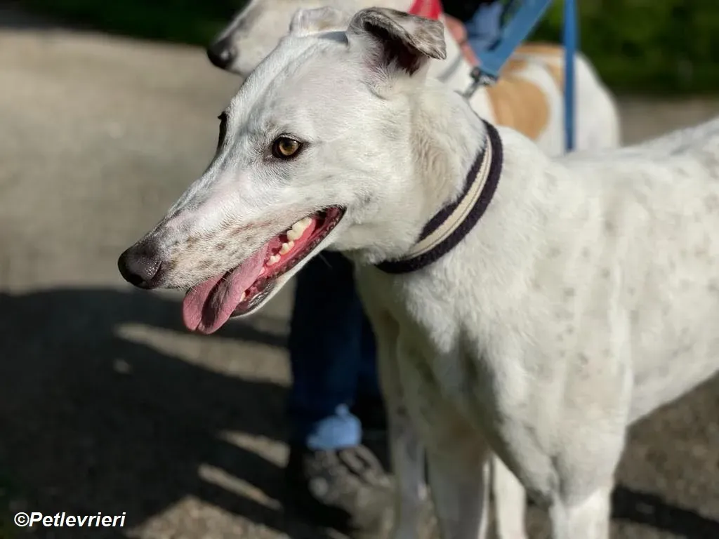 Thelma adozione levrieri greyhound 10