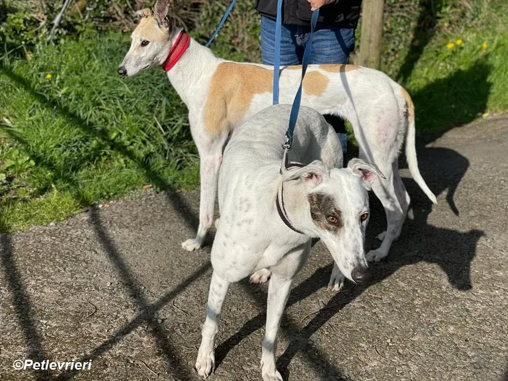 Thelma adozione levrieri greyhound 11