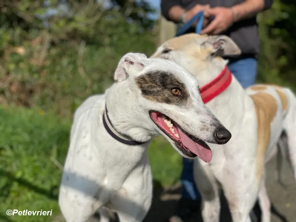 Thelma adozione levrieri greyhound 12