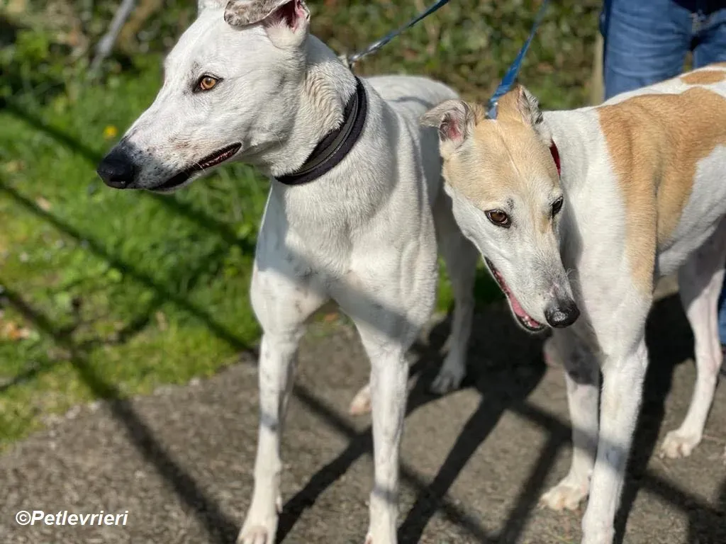 Thelma adozione levrieri greyhound 13