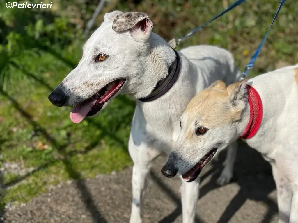 Thelma adozione levrieri greyhound 14