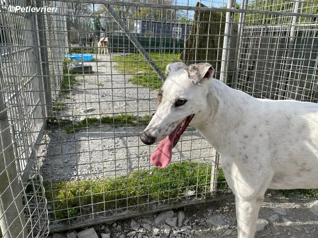 Thelma adozione levrieri greyhound 15