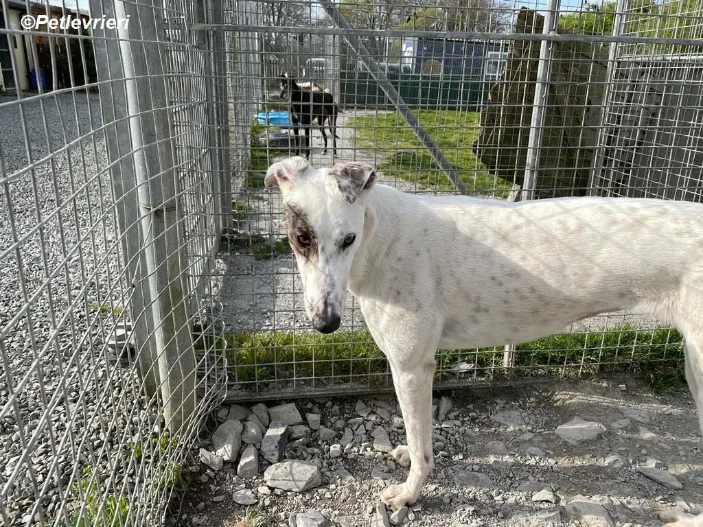 Thelma adozione levrieri greyhound 16
