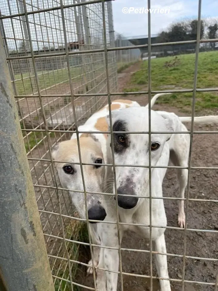 Thelma adozione levrieri greyhound 2