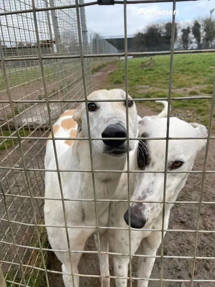 Thelma adozione levrieri greyhound 3