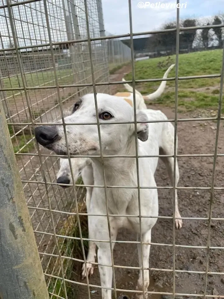 Thelma adozione levrieri greyhound 4