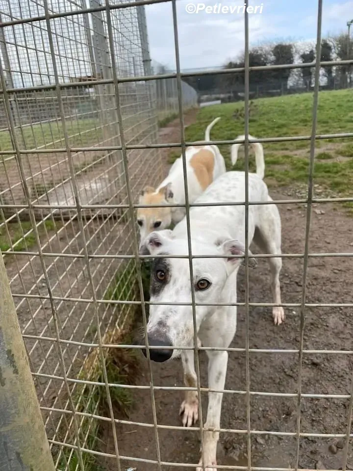 Thelma adozione levrieri greyhound 5