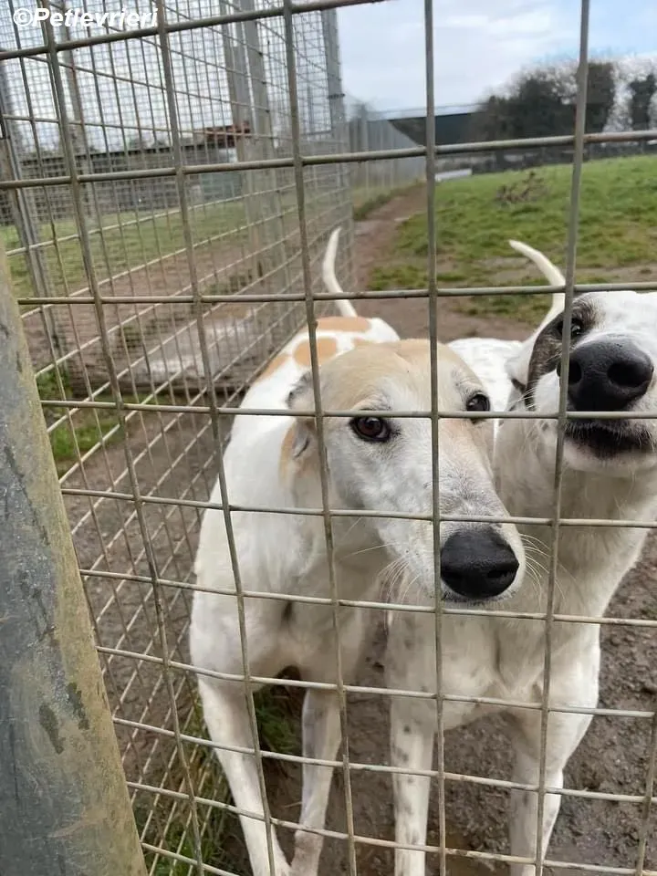 Thelma adozione levrieri greyhound 7
