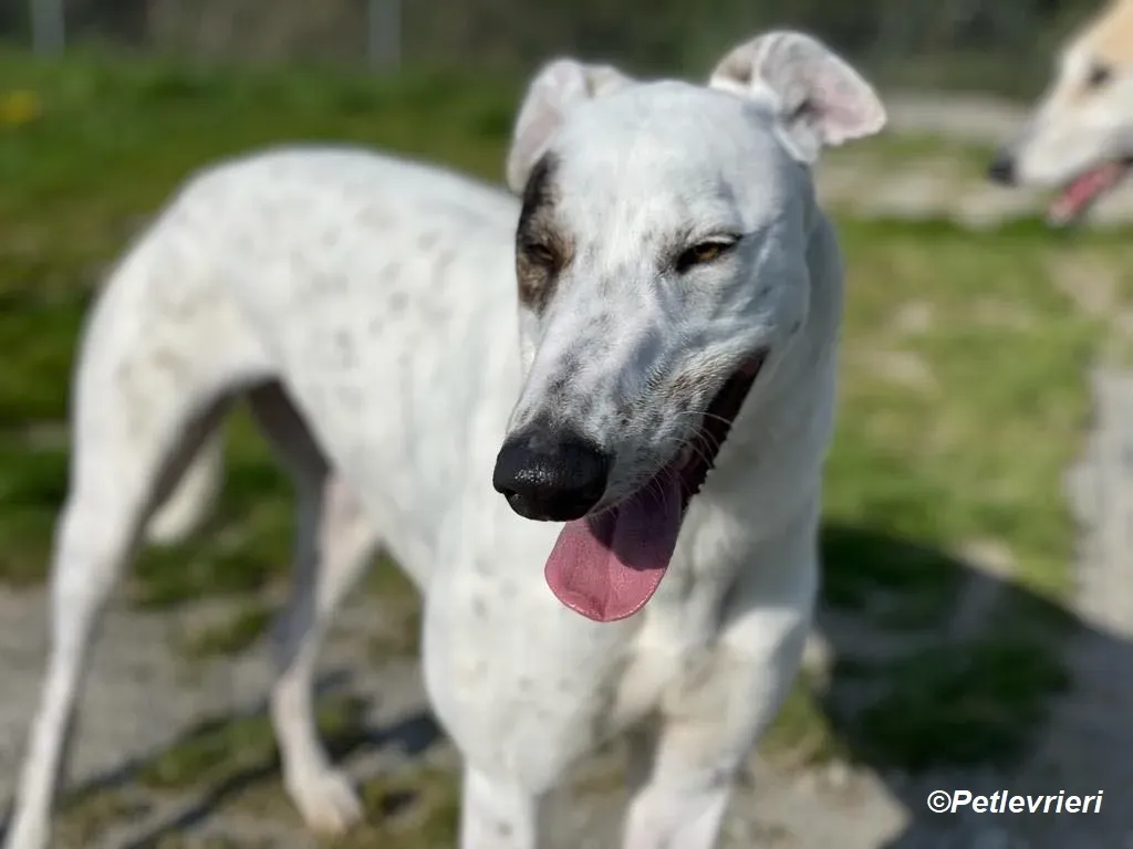 Thelma adozione levrieri greyhound 8