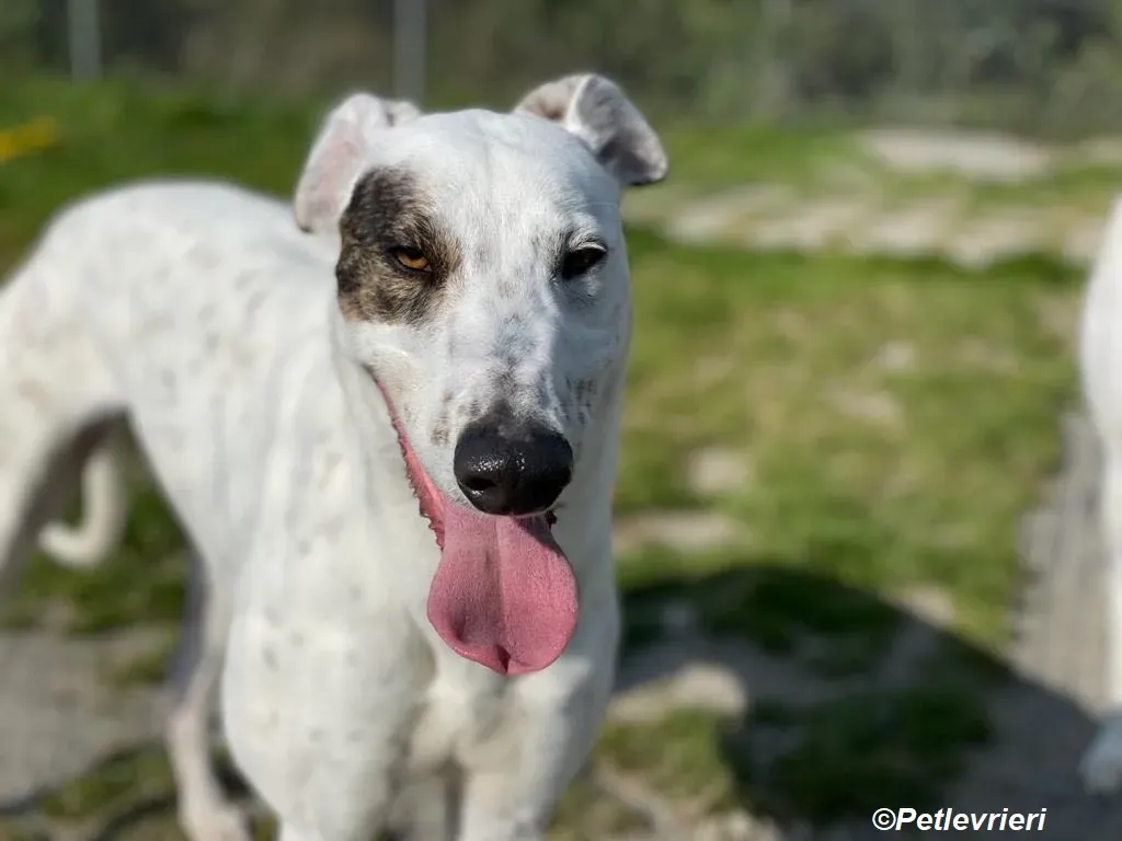 Thelma adozione levrieri greyhound 9