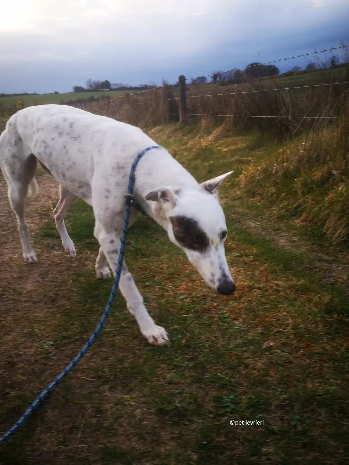 Thelma adozione levriero grayhound1