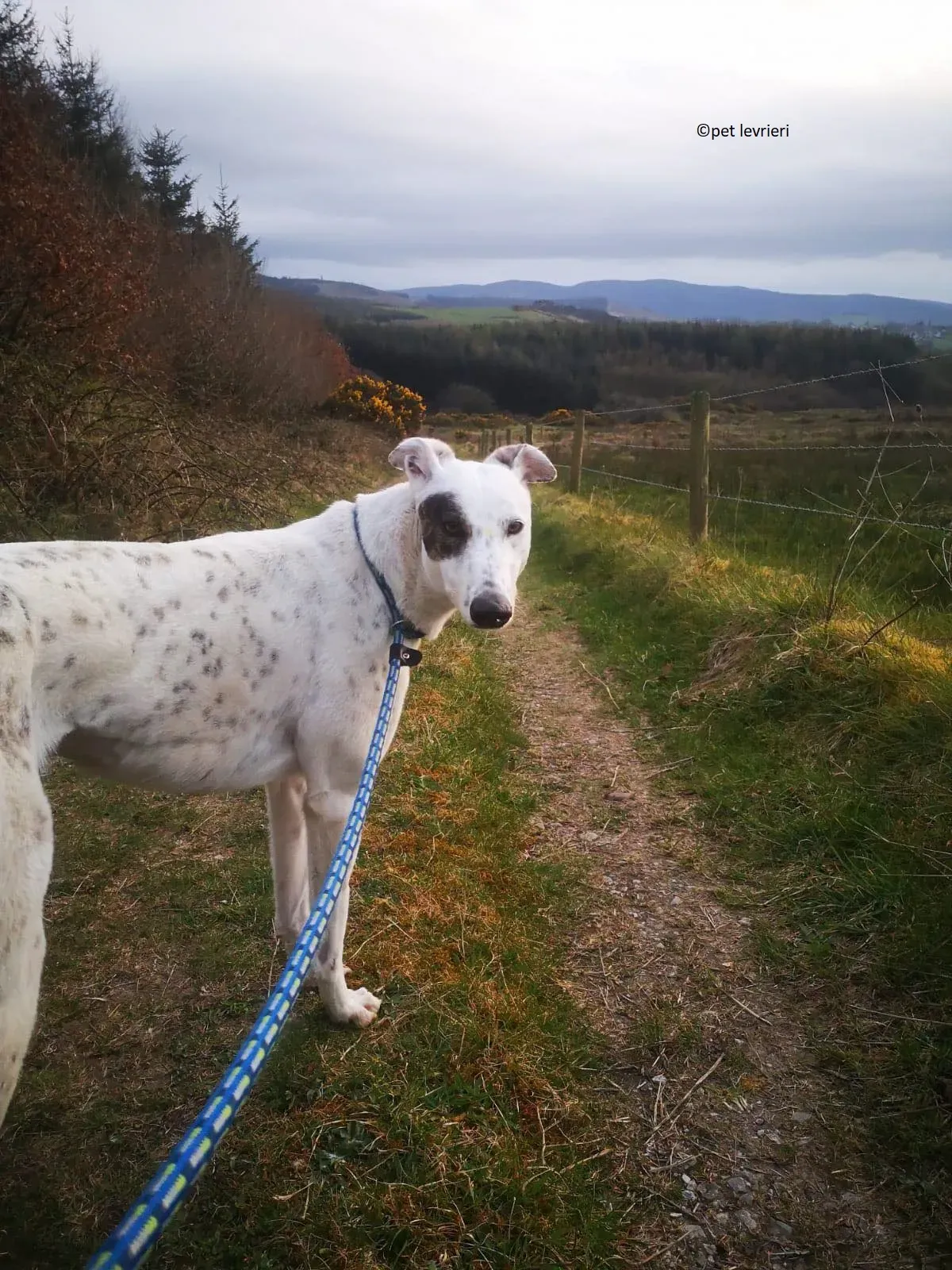 Thelma adozione levriero grayhound2