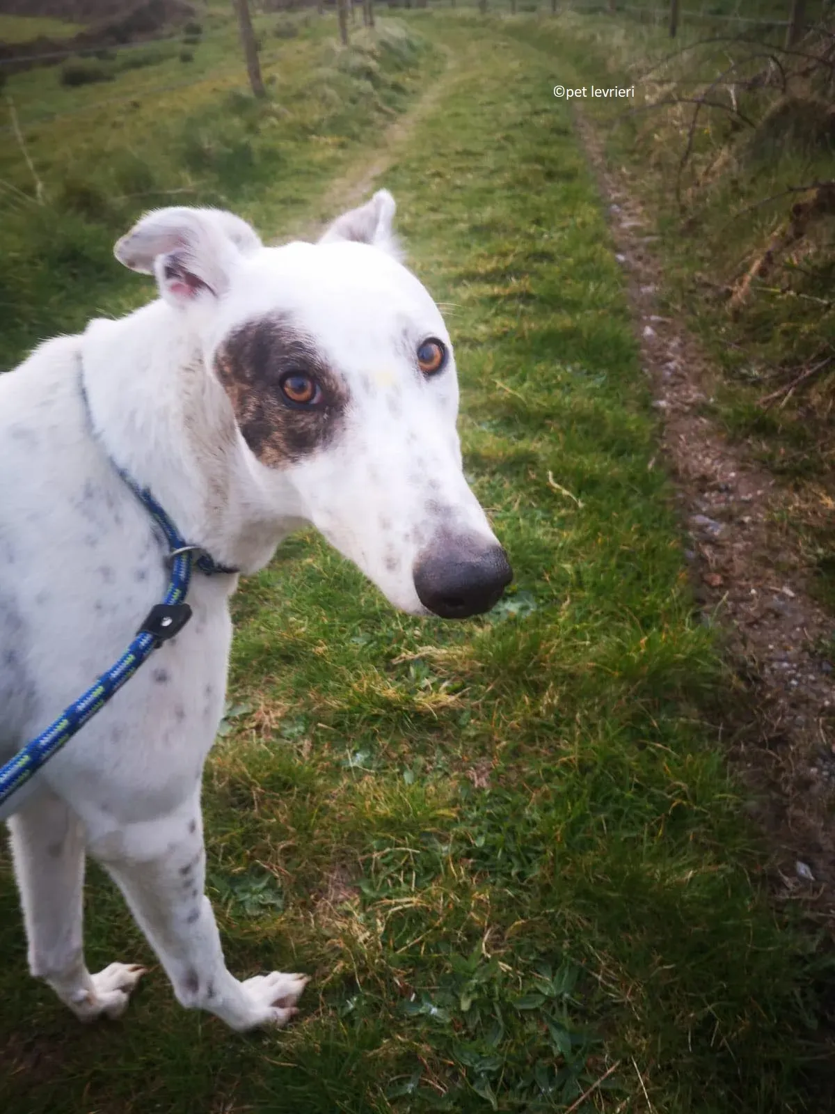 Thelma adozione levriero grayhound3