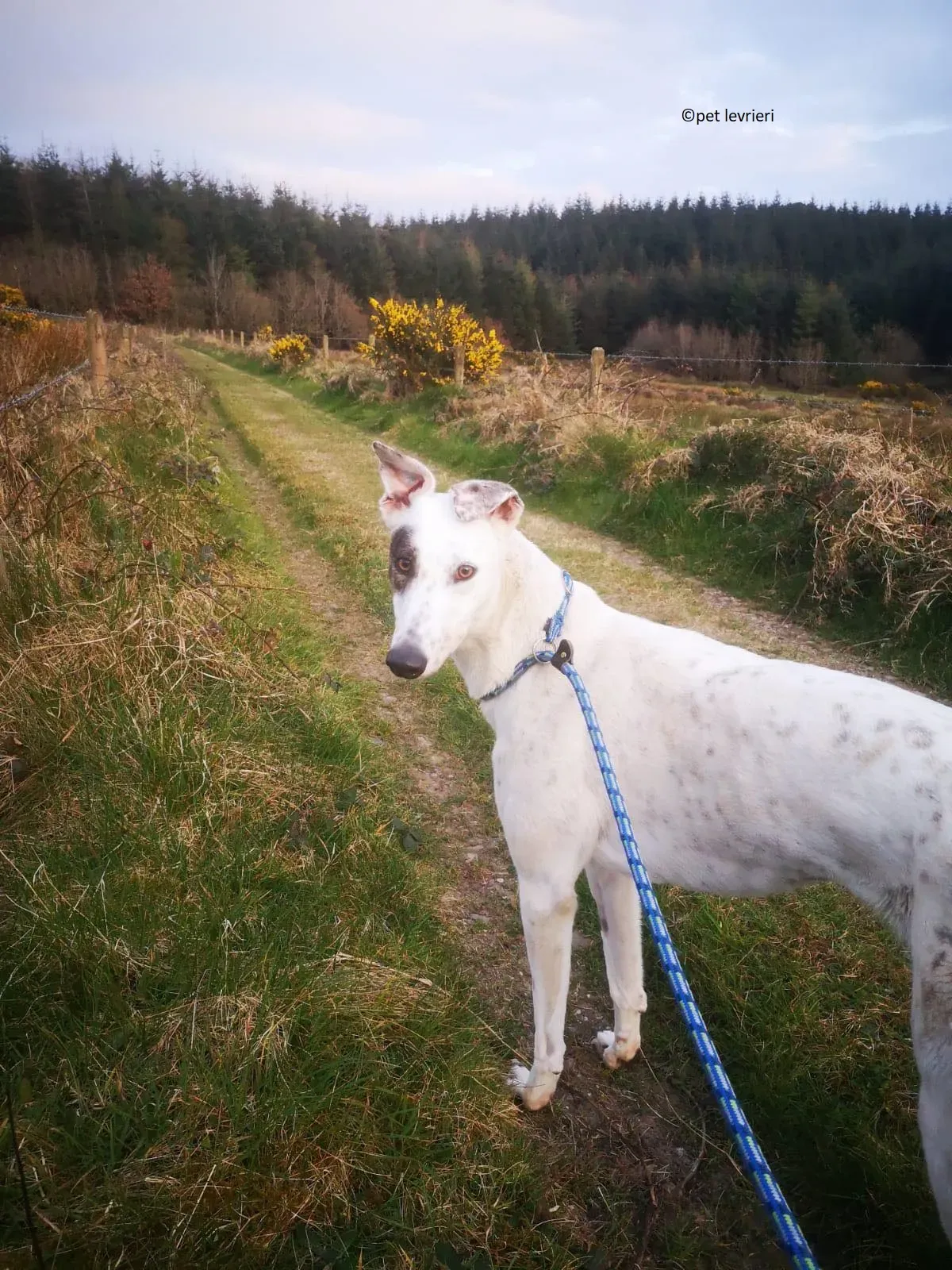 Thelma adozione levriero grayhound4