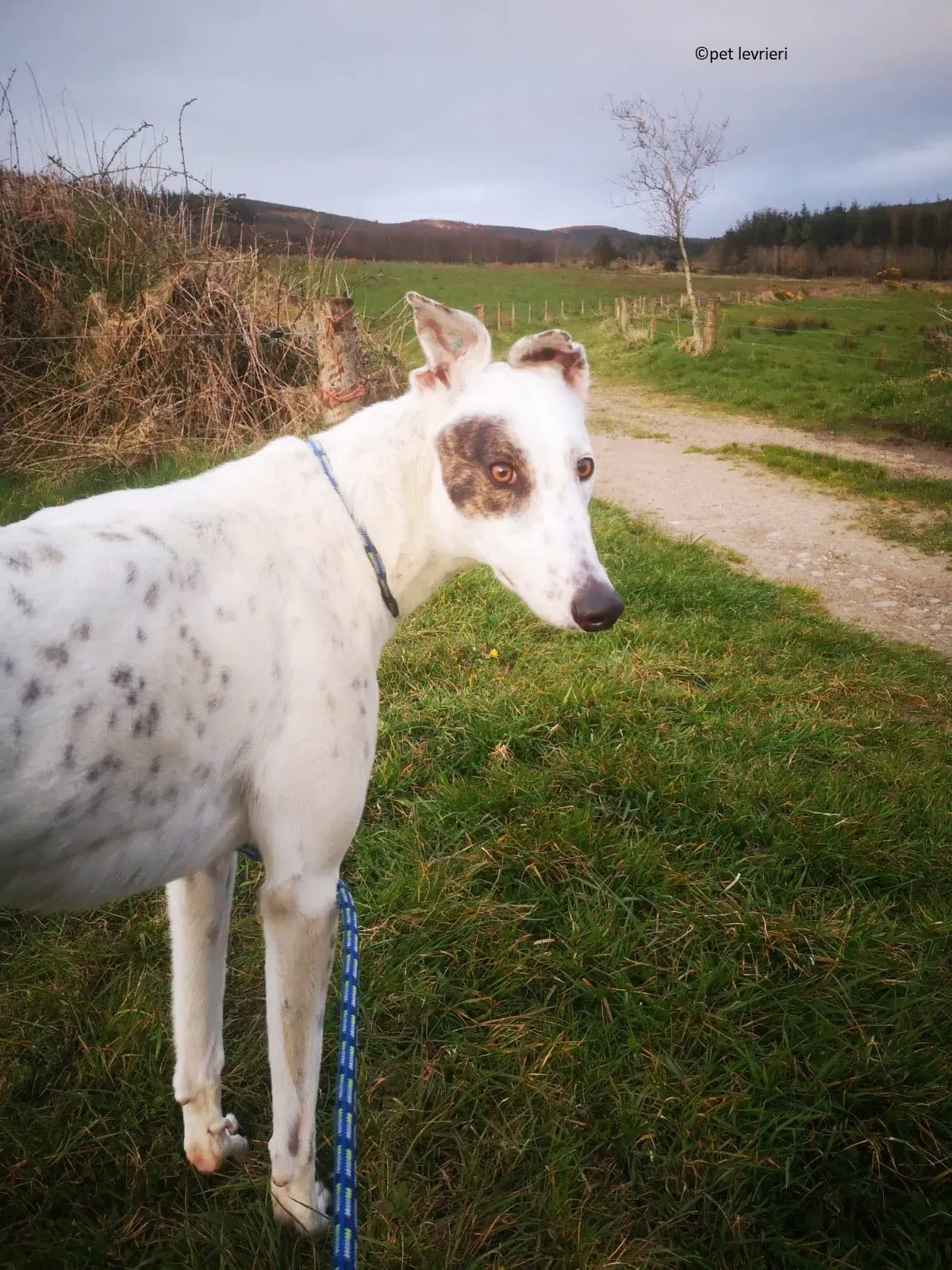 Thelma adozione levriero grayhound5