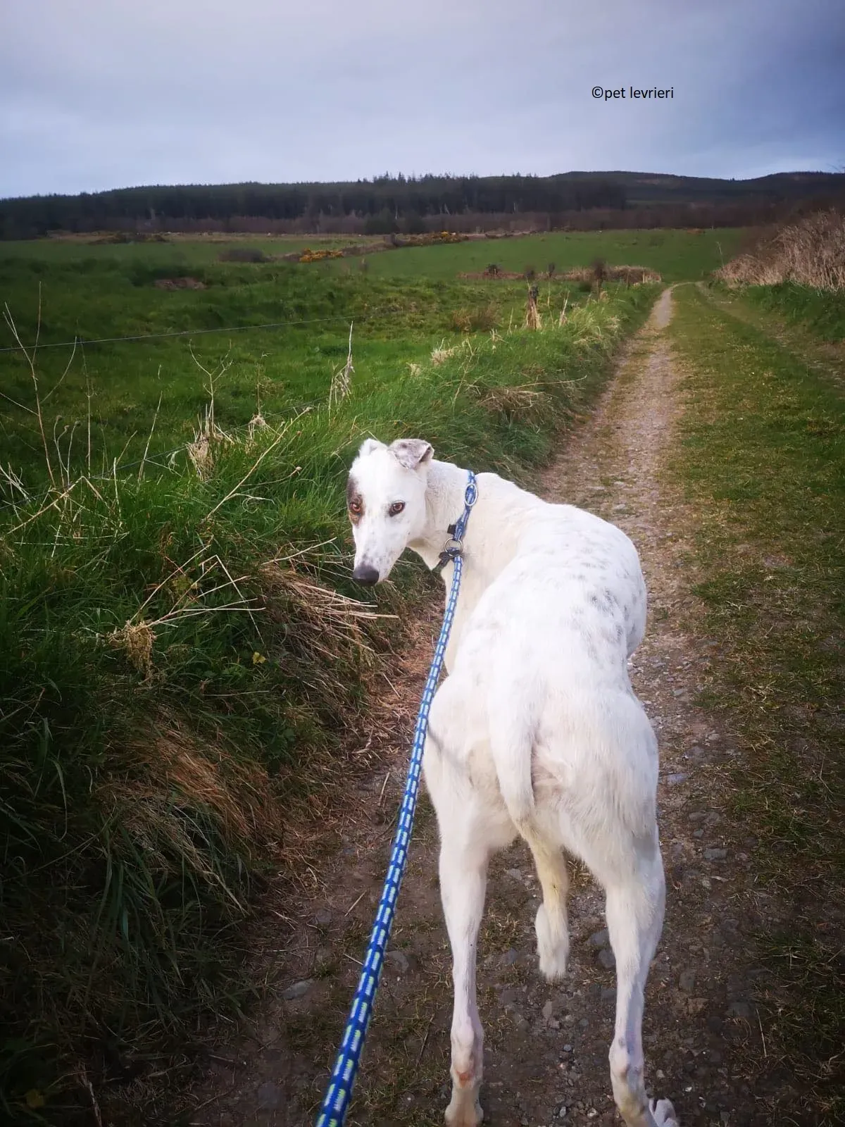 Thelma adozione levriero grayhound6