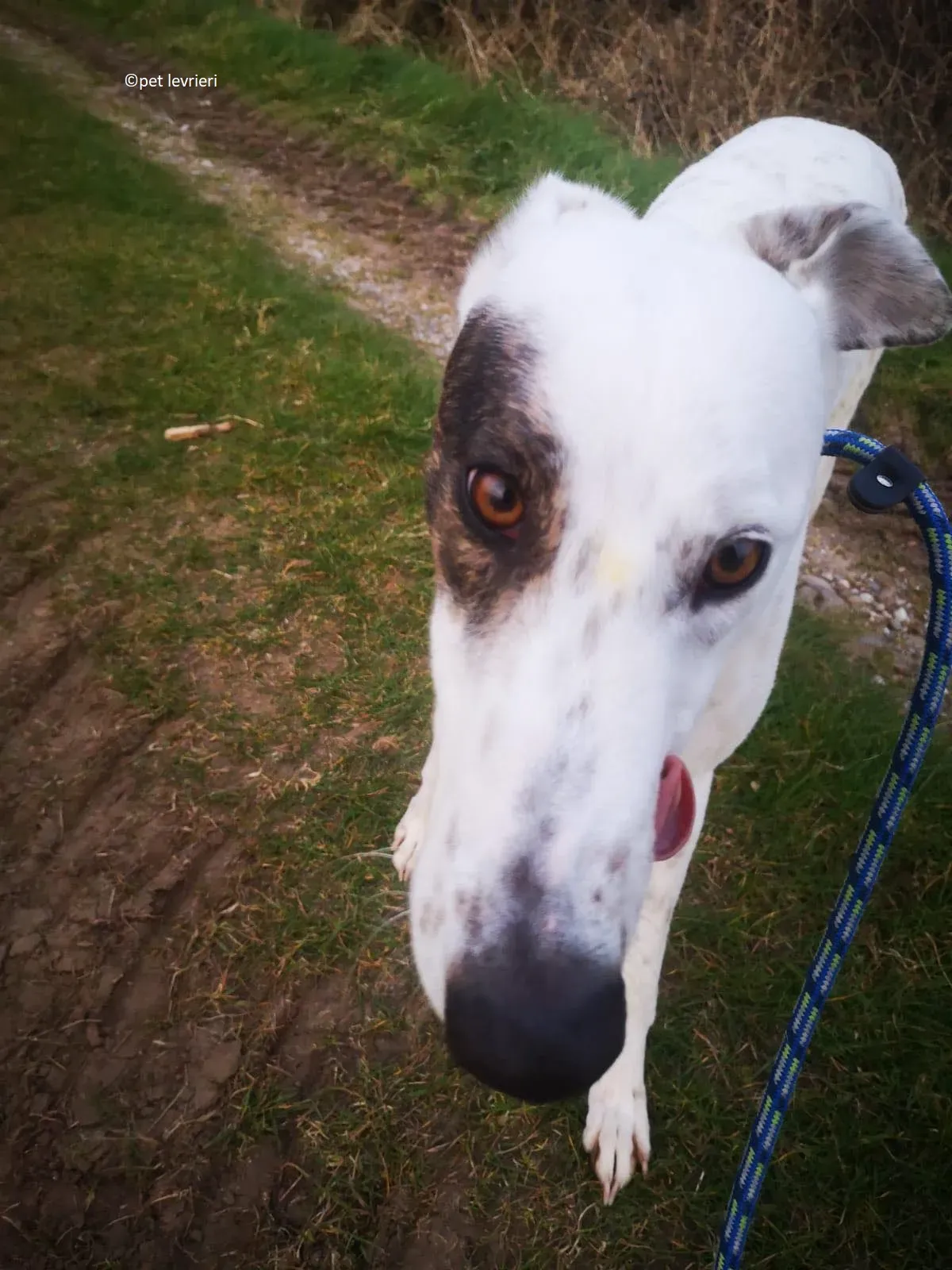 Thelma adozione levriero grayhound7