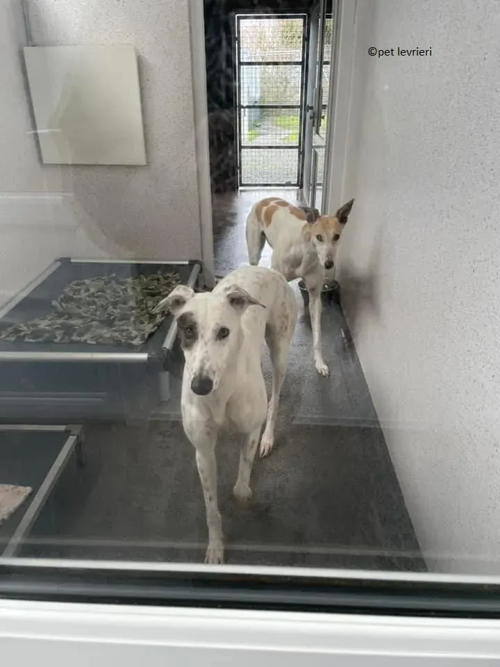 ThelmaLouise adozione leveriero greyhound1