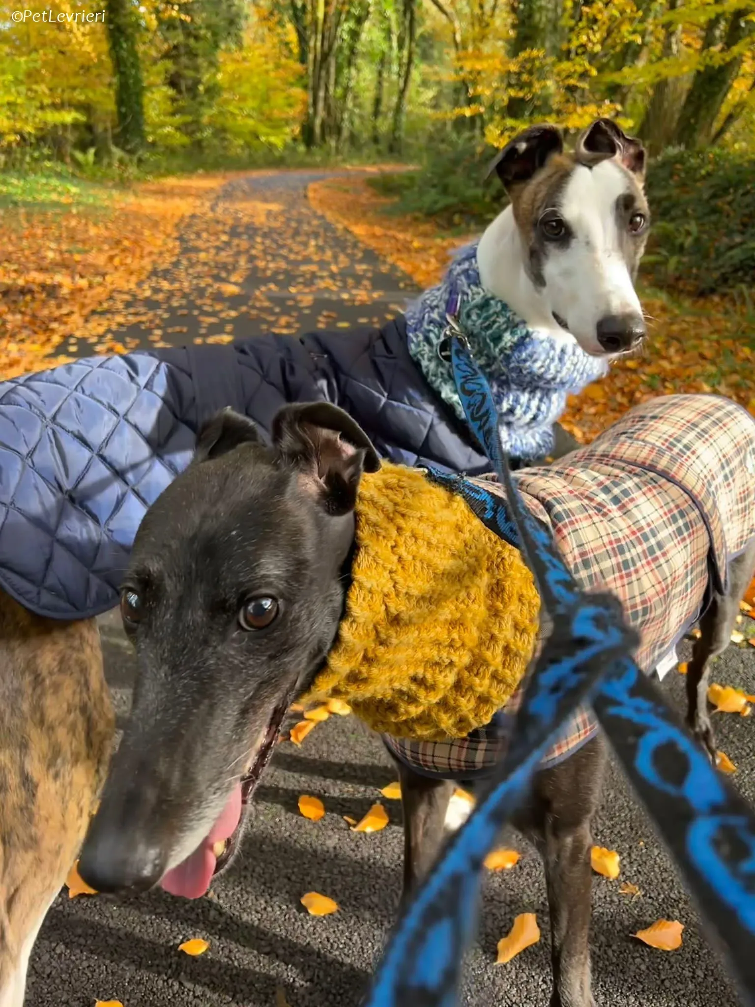 Themba adozione levrieri greyhound 1 1