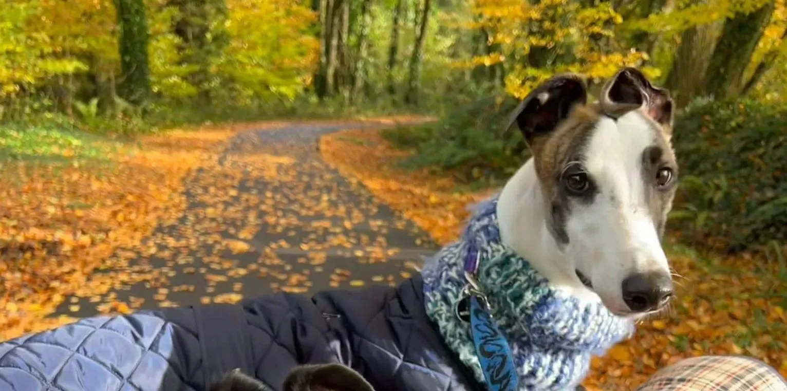 Themba adozione levrieri greyhound 1 e1700062886327