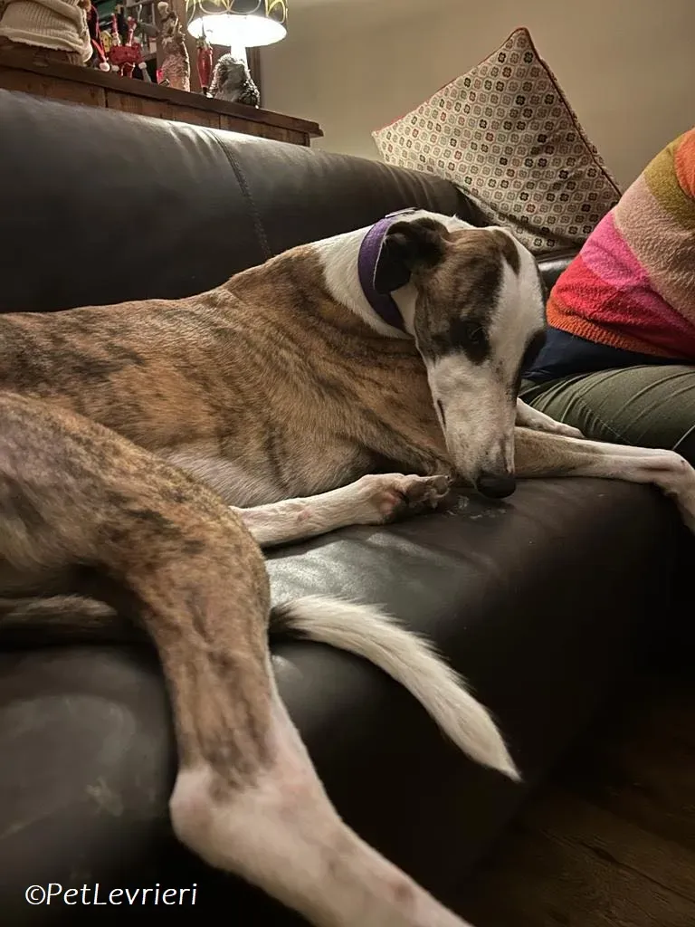 Themba adozione levrieri greyhound 10