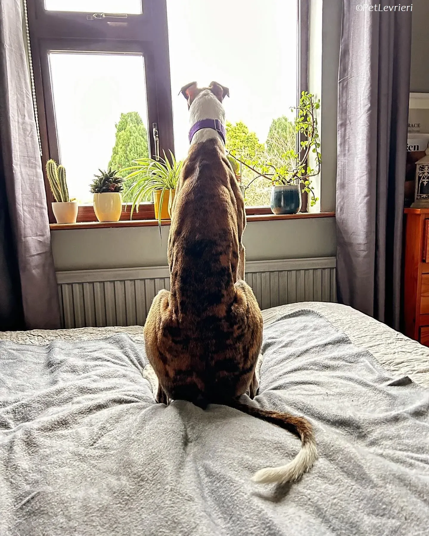 Themba adozione levrieri greyhound 11