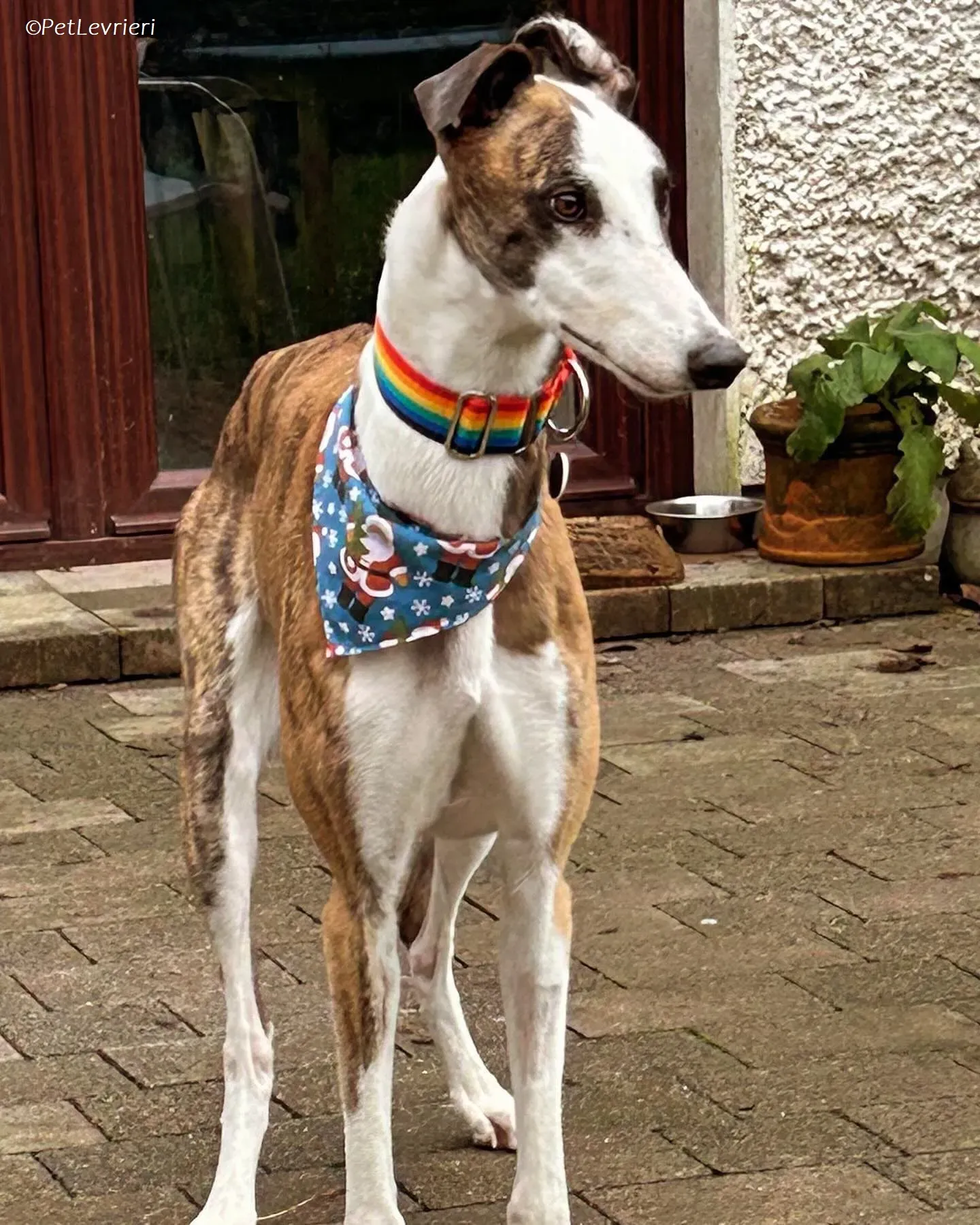 Themba adozione levrieri greyhound 12
