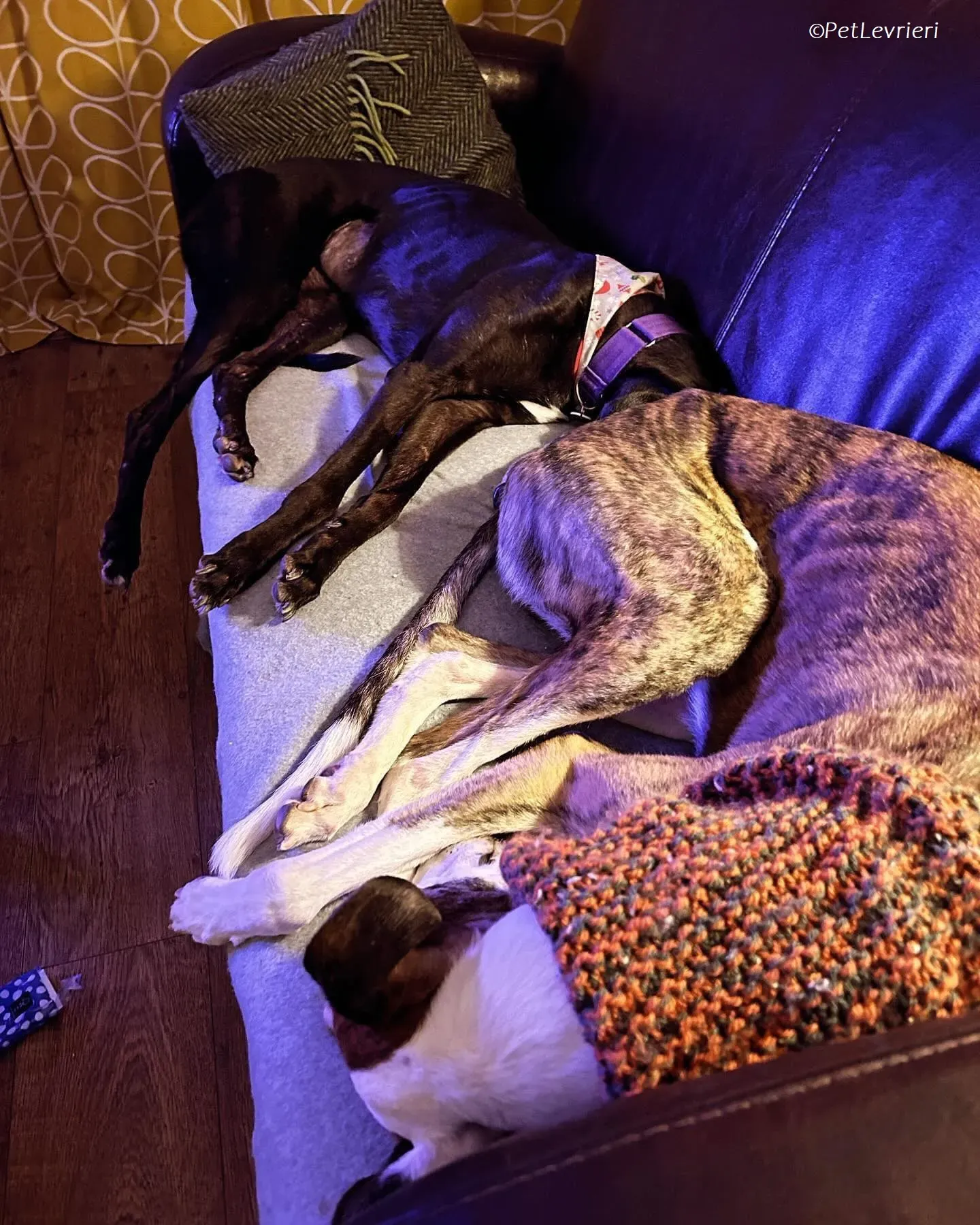 Themba adozione levrieri greyhound 13