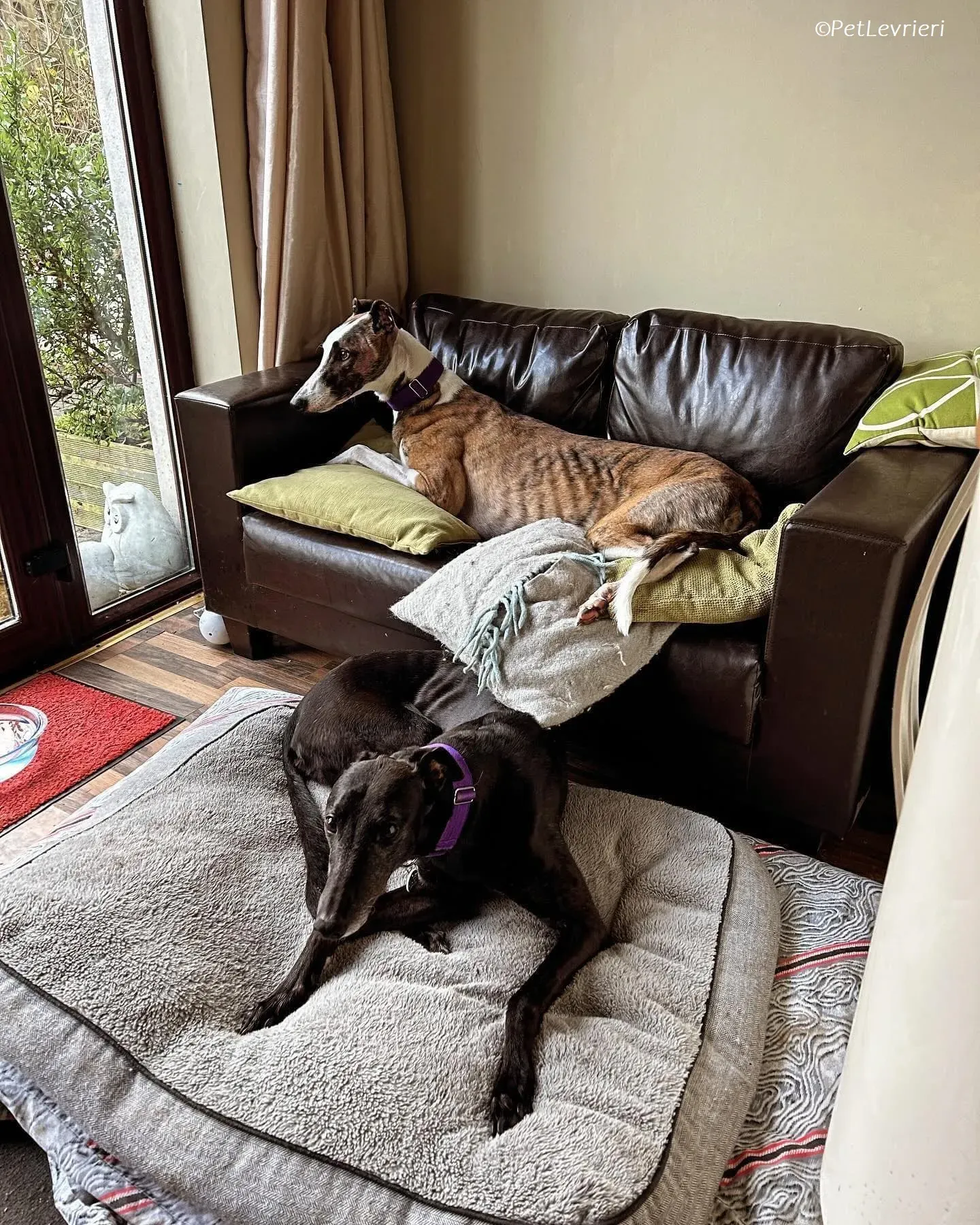 Themba adozione levrieri greyhound 14