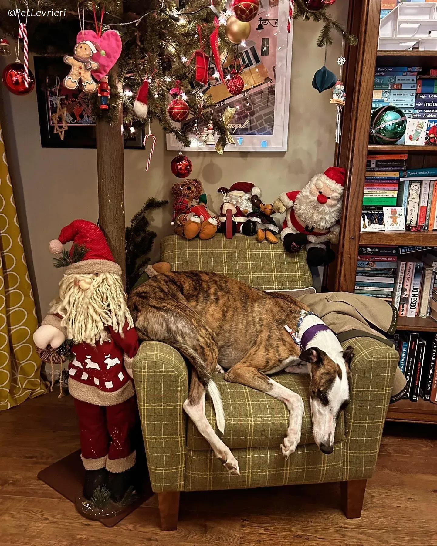 Themba adozione levrieri greyhound 15