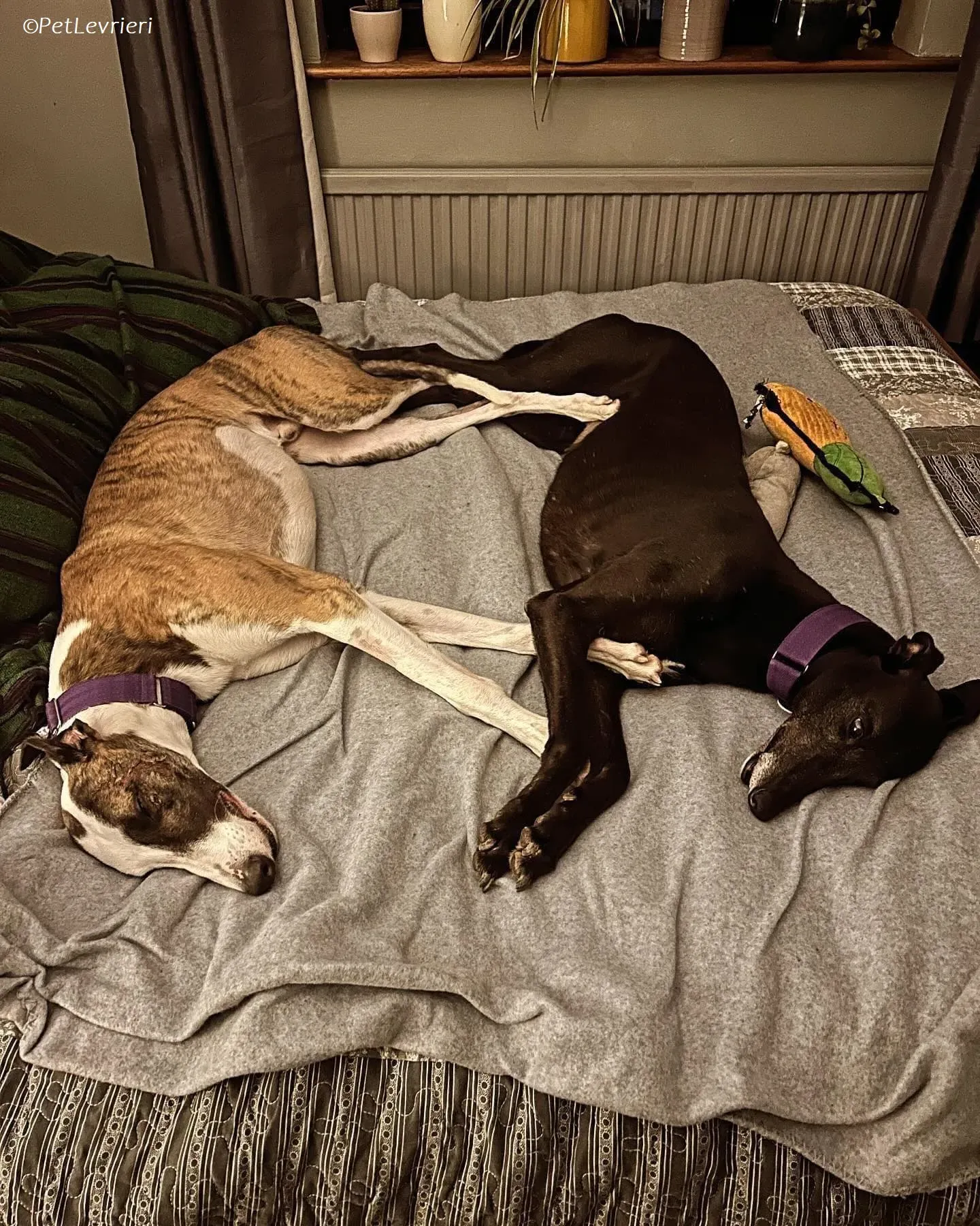 Themba adozione levrieri greyhound 16