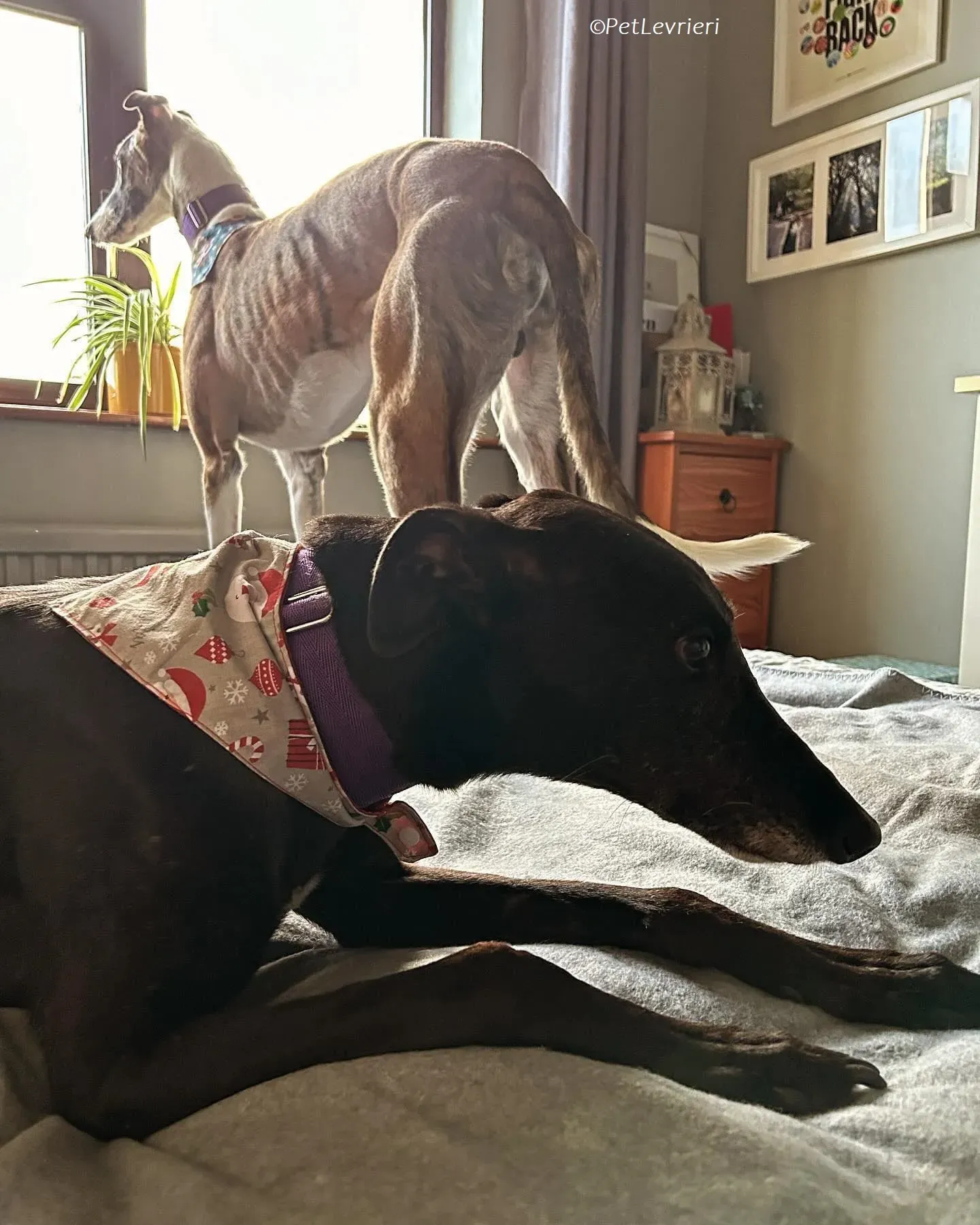 Themba adozione levrieri greyhound 17