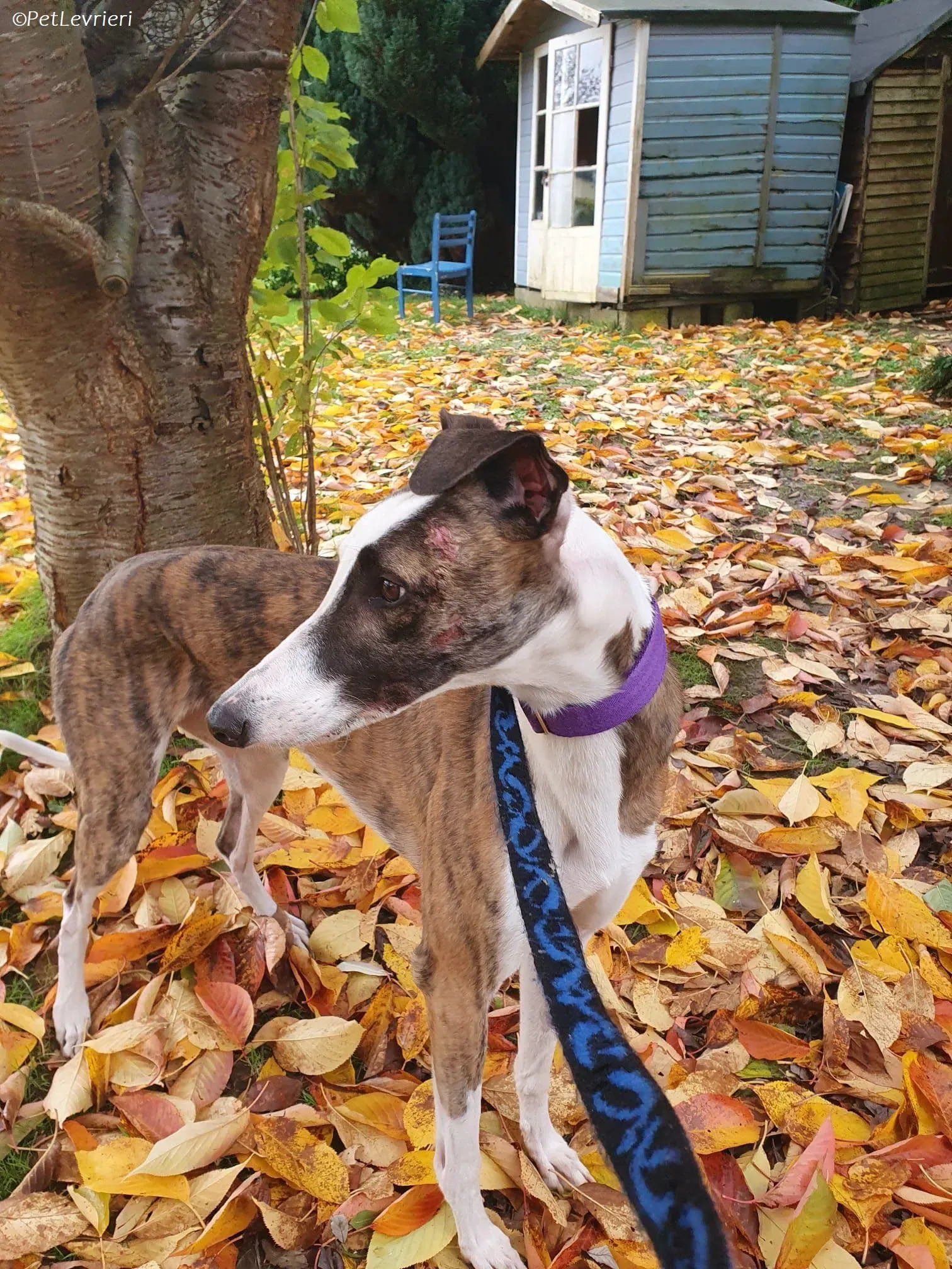 Themba adozione levrieri greyhound 2