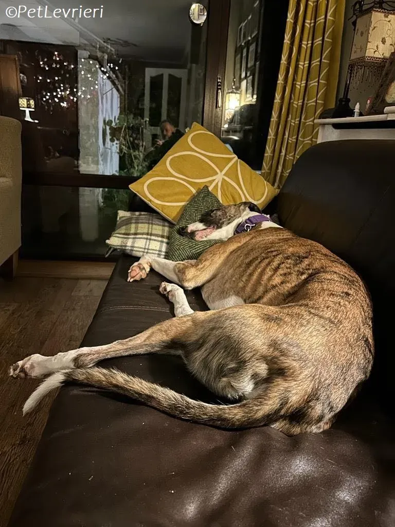 Themba adozione levrieri greyhound 3