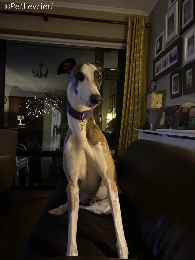 Themba adozione levrieri greyhound 6