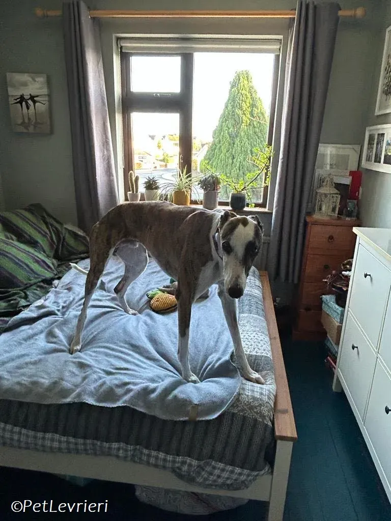 Themba adozione levrieri greyhound 7