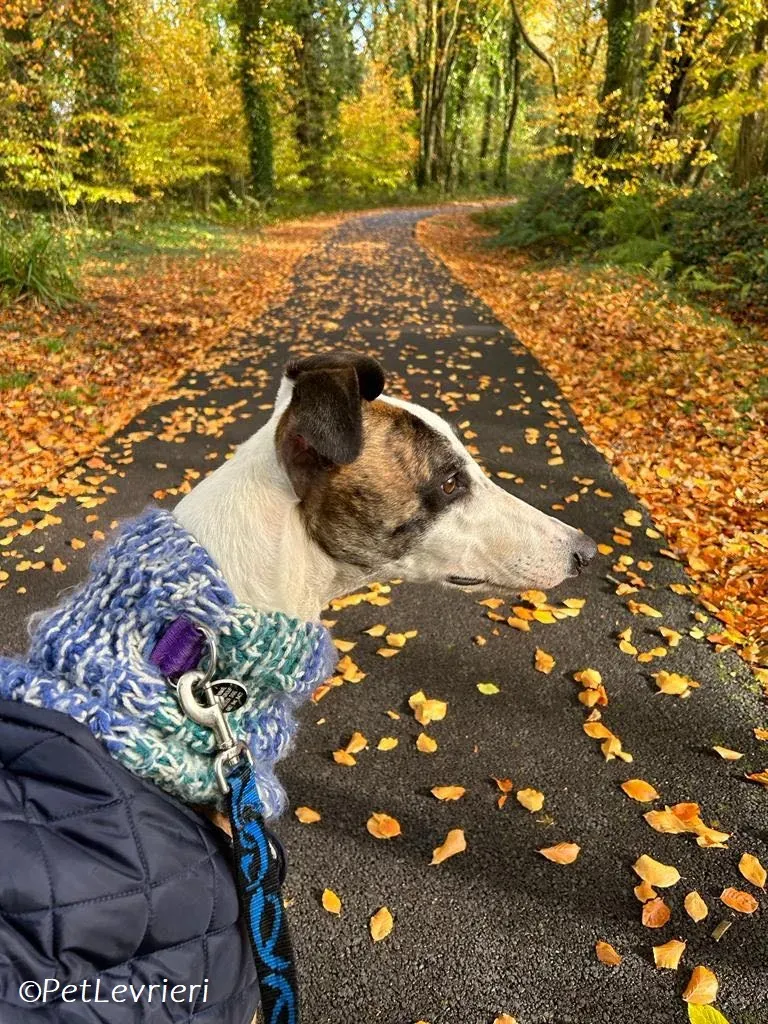 Themba adozione levrieri greyhound 8